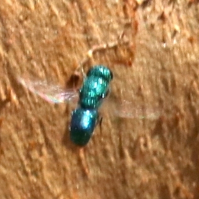 Chrysididae (family) (Cuckoo wasp or Emerald wasp) at Lake Burley Griffin West - 19 Nov 2018 by jbromilow50