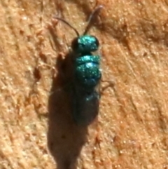 Chrysididae (family) at Acton, ACT - 19 Nov 2018