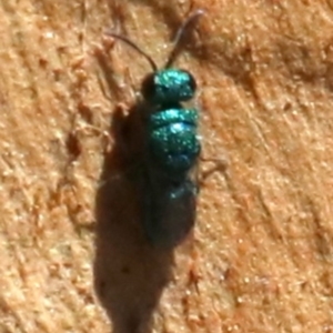 Chrysididae (family) at Acton, ACT - 19 Nov 2018