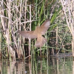 Acrocephalus australis (Australian Reed-Warbler) at Campbell, ACT - 19 Nov 2018 by jbromilow50