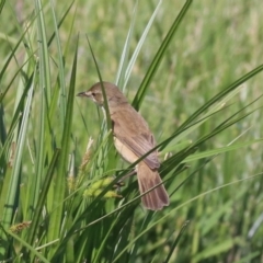 Acrocephalus australis at Campbell, ACT - 19 Nov 2018