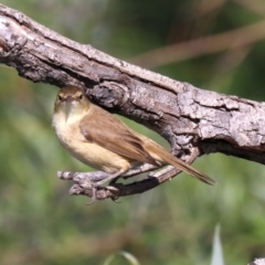 Acrocephalus australis at Campbell, ACT - 19 Nov 2018