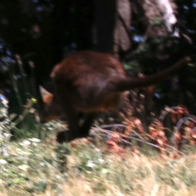 Wallabia bicolor (Swamp Wallaby) at Lake Burley Griffin West - 19 Nov 2018 by jbromilow50