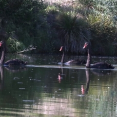 Cygnus atratus (Black Swan) at Campbell, ACT - 19 Nov 2018 by jbromilow50