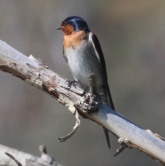 Hirundo neoxena (Welcome Swallow) at Campbell, ACT - 19 Nov 2018 by jb2602