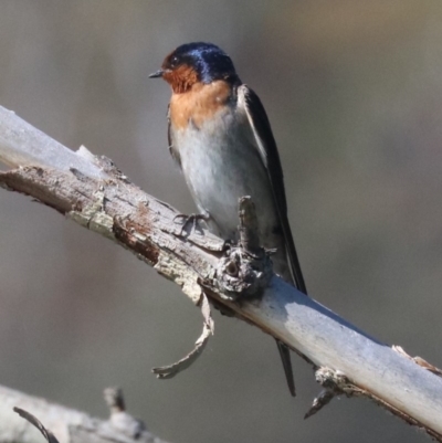 Hirundo neoxena (Welcome Swallow) at Campbell, ACT - 19 Nov 2018 by jb2602