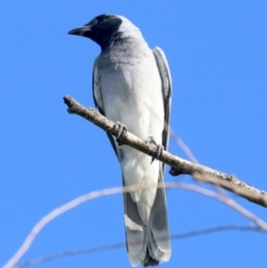 Coracina novaehollandiae (Black-faced Cuckooshrike) at Campbell, ACT - 19 Nov 2018 by jb2602