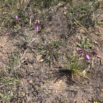 Arthropodium fimbriatum (Nodding Chocolate Lily) at Dunlop, ACT - 19 Nov 2018 by clamb33