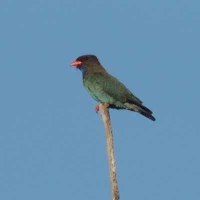 Eurystomus orientalis (Dollarbird) at Gigerline Nature Reserve - 18 Nov 2018 by michaelb