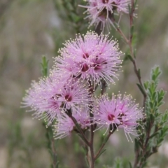 Kunzea parvifolia (Violet Kunzea) at Bullen Range - 1 Nov 2018 by MichaelBedingfield