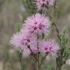 Kunzea parvifolia (Violet Kunzea) at Bullen Range - 1 Nov 2018 by michaelb