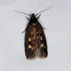 Barea (genus) (A concealer moth) at O'Connor, ACT - 19 Nov 2018 by ibaird