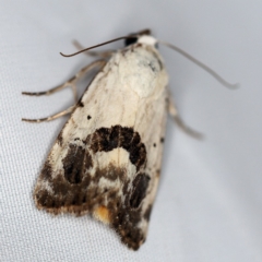 Armactica conchidia (Conchidia Moth) at O'Connor, ACT - 19 Nov 2018 by ibaird