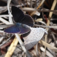 Erina acasta (Blotched Dusky-blue) at Black Mountain - 18 Nov 2018 by Christine