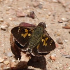 Trapezites phigalioides (Montane Ochre) at Point 4999 - 18 Nov 2018 by Christine