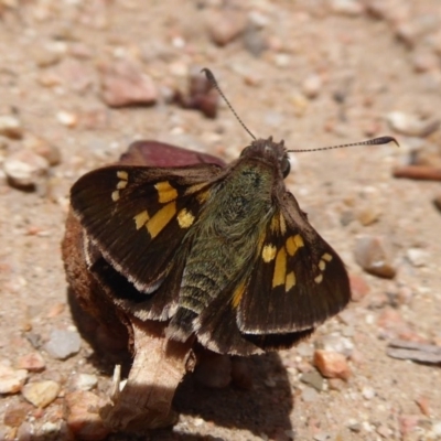 Trapezites phigalioides (Montane Ochre) at Hackett, ACT - 18 Nov 2018 by Christine