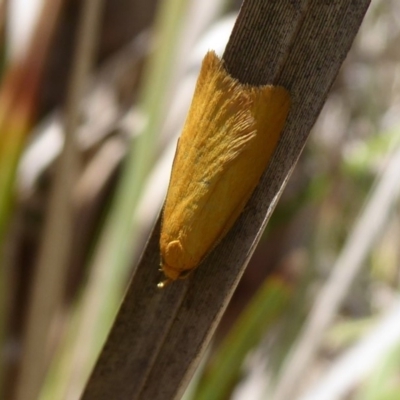 Eulechria electrodes (Yellow Eulechria Moth) at Black Mountain - 18 Nov 2018 by Christine