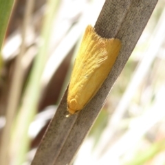 Eulechria electrodes at Hackett, ACT - 18 Nov 2018 11:52 AM