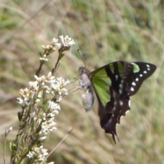 Graphium macleayanum (Macleay's Swallowtail) at Brindabella, ACT - 19 Nov 2018 by Christine