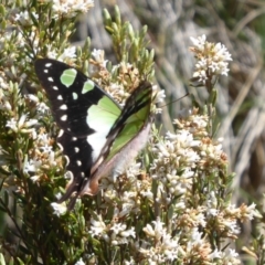 Graphium macleayanum at Brindabella, ACT - 19 Nov 2018 10:33 AM