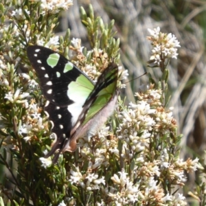 Graphium macleayanum at Brindabella, ACT - 19 Nov 2018