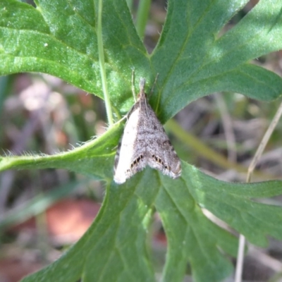 Glaucocharis dilatella (A Crambid moth) at Namadgi National Park - 18 Nov 2018 by Christine