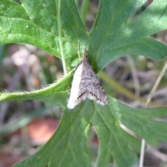 Glaucocharis dilatella (A Crambid moth) at Cotter River, ACT - 18 Nov 2018 by Christine