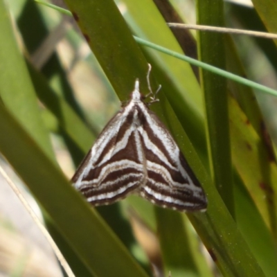 Dichromodes confluaria (Ceremonial Heath Moth) at Namadgi National Park - 18 Nov 2018 by Christine