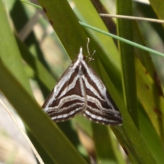 Dichromodes confluaria (Ceremonial Heath Moth) at Cotter River, ACT - 18 Nov 2018 by Christine
