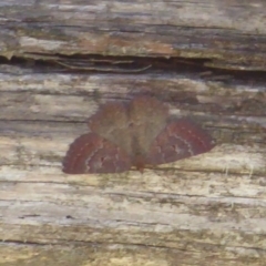 Scopula rubraria (Reddish Wave, Plantain Moth) at Cotter River, ACT - 19 Nov 2018 by Christine