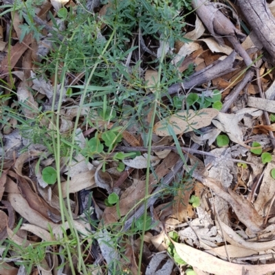 Clematis leptophylla (Small-leaf Clematis, Old Man's Beard) at Black Flat at Corrowong - 19 Nov 2018 by BlackFlat