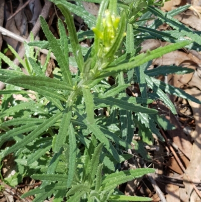 Senecio (genus) (A Fireweed) at Tombong, NSW - 19 Nov 2018 by BlackFlat