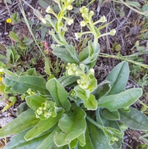 Hackelia suaveolens at Tombong, NSW - 19 Nov 2018 11:13 AM