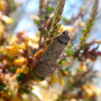 Philobota (genus) (Unidentified Philobota genus moths) at Namadgi National Park - 19 Nov 2018 by Christine