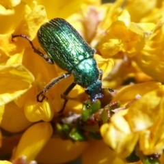 Diphucephala sp. (genus) (Green Scarab Beetle) at Namadgi National Park - 19 Nov 2018 by Christine