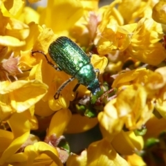 Diphucephala sp. (genus) at Cotter River, ACT - 19 Nov 2018