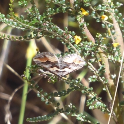 Melitulias graphicata (Mask Carpet) at Cotter River, ACT - 19 Nov 2018 by Christine