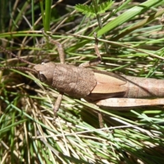 Percassa rugifrons (Mountain Grasshopper) at Namadgi National Park - 19 Nov 2018 by Christine