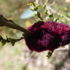 Tanaostigmodes sp. (genus) (Undescribed) (Bossiaea gall wasp) at Cotter River, ACT - 19 Nov 2018 by Christine