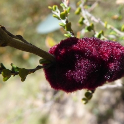 Tanaostigmodes sp. (genus) (Undescribed) (Bossiaea gall wasp) at Namadgi National Park - 19 Nov 2018 by Christine