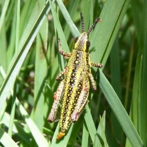 Monistria concinna at Cotter River, ACT - 19 Nov 2018