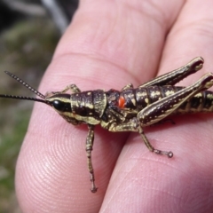 Monistria concinna (Southern Pyrgomorph) at Cotter River, ACT - 19 Nov 2018 by Christine