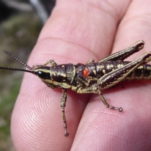 Monistria concinna at Cotter River, ACT - 19 Nov 2018