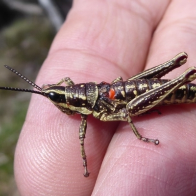 Monistria concinna (Southern Pyrgomorph) at Namadgi National Park - 19 Nov 2018 by Christine