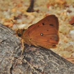 Trapezites eliena (Orange Ochre) at Paddys River, ACT - 20 Nov 2018 by JohnBundock