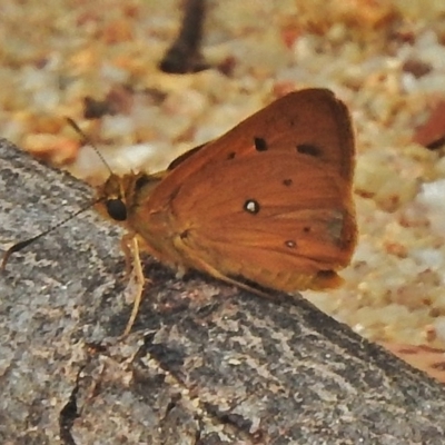 Trapezites eliena (Orange Ochre) at Tidbinbilla Nature Reserve - 20 Nov 2018 by JohnBundock