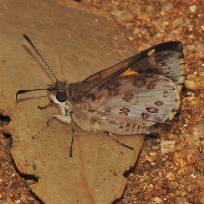 Trapezites phigalioides (Montane Ochre) at Paddys River, ACT - 20 Nov 2018 by JohnBundock