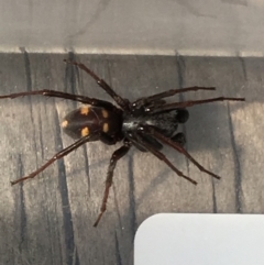 Zodariidae (family) (Ant spider or Spotted ground spider) at Theodore, ACT - 20 Nov 2018 by Cardy