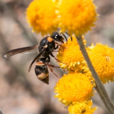Eumeninae (subfamily) (Unidentified Potter wasp) at Cooleman Ridge - 16 Nov 2018 by SWishart