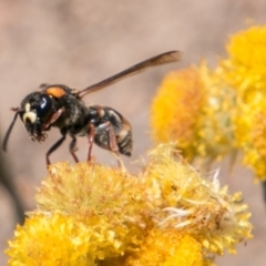 Eumeninae (subfamily) at Chapman, ACT - 16 Nov 2018